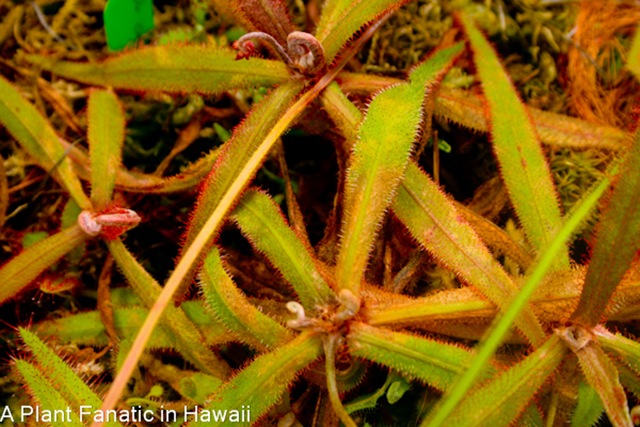 A Plant Fanatic In Hawaii: It’s a Carnivorous World Out There
